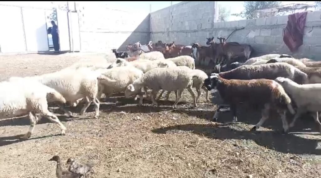 TOPOJE,QUMËSHTI SHITET NËN KOSTO, BLEGTORET PËRBALLEN ME MUNGESËN E TREGUT