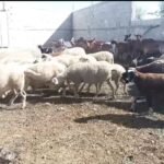 TOPOJE,QUMËSHTI SHITET NËN KOSTO, BLEGTORET PËRBALLEN ME MUNGESËN E TREGUT
