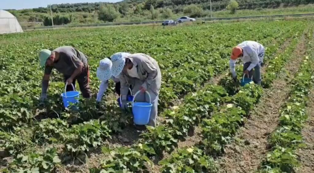 Bujqësia, një sfidë për fermerët shqiptarë.