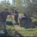 Sezoni i ullinjve në Fier, Fermerët nisin fushatën e vjeljes më herët. Prodhimi i mbarë falë daljes me prodhim të ullinjve të rinj