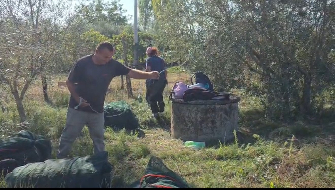 Sezoni i ullinjve në Fier, Fermerët nisin fushatën e vjeljes më herët. Prodhimi i mbarë falë daljes me prodhim të ullinjve të rinj