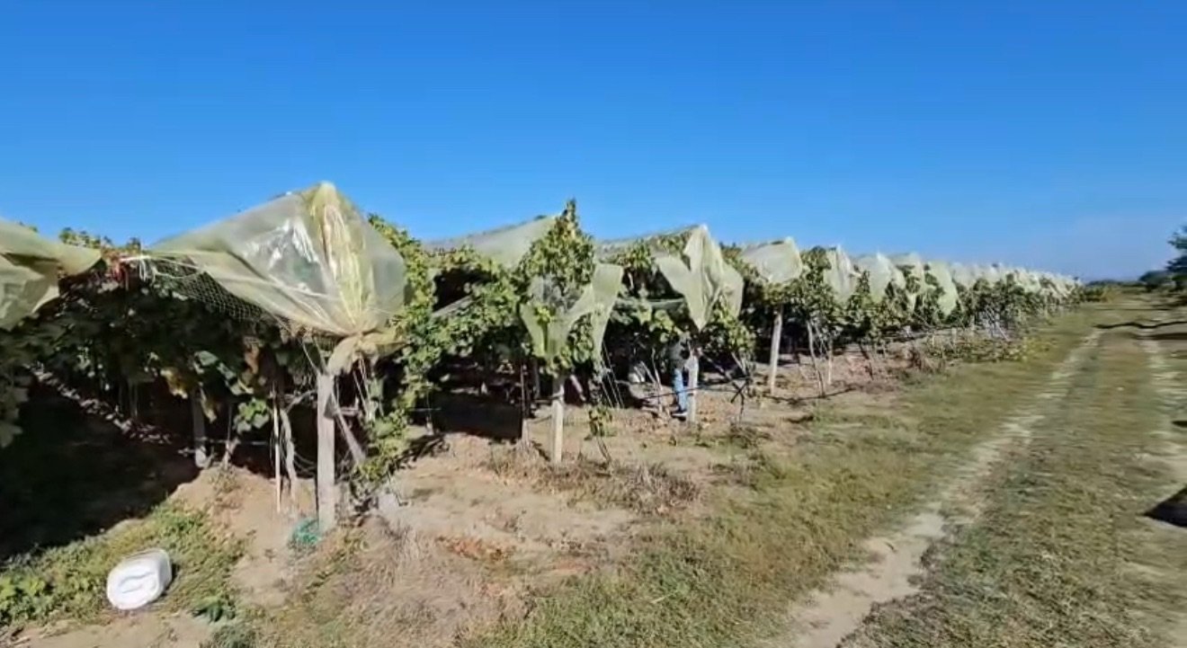 BIE ÇMIMI I RRUSHIT, FERMERËT E MAZHAJT: NUK MBULOJMË SHPENZIMET.