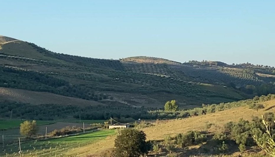 90 % të fondit të tokës bujqësore e kanë të kultivuar me ullinj që përbën të ardhurat kryesore për familjet fermere.